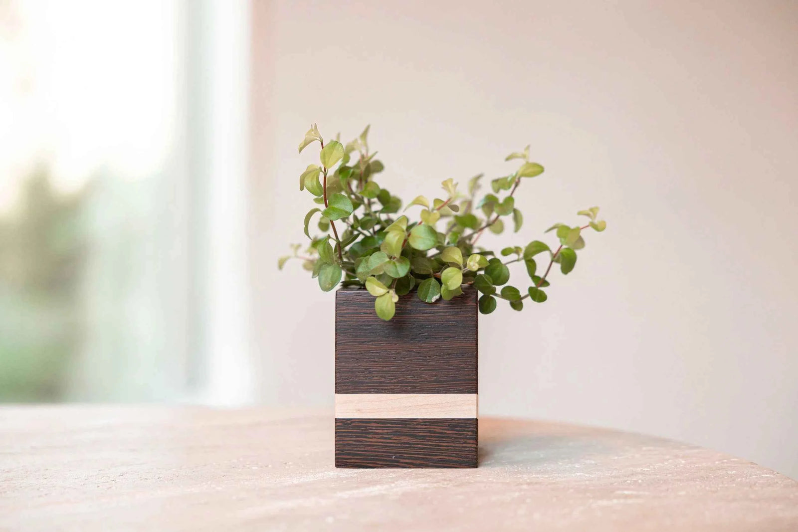 Mini planturne - 1