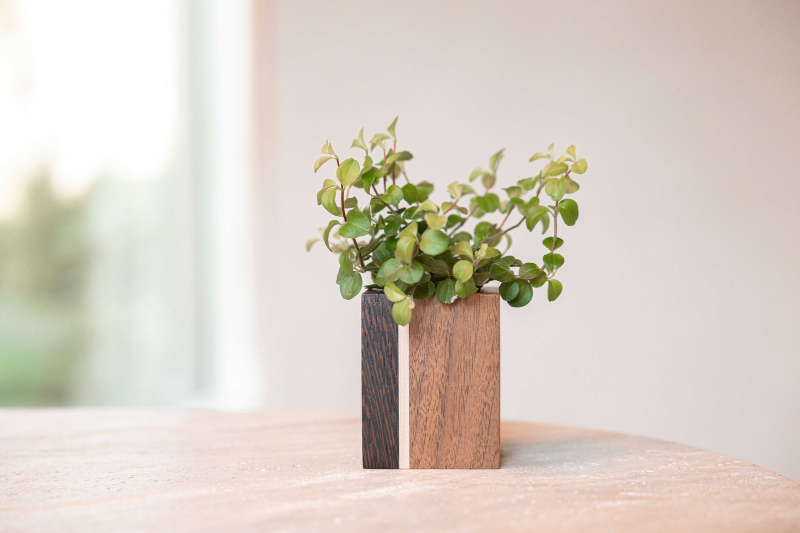 Mini planturne, Wengé + es + walnoot