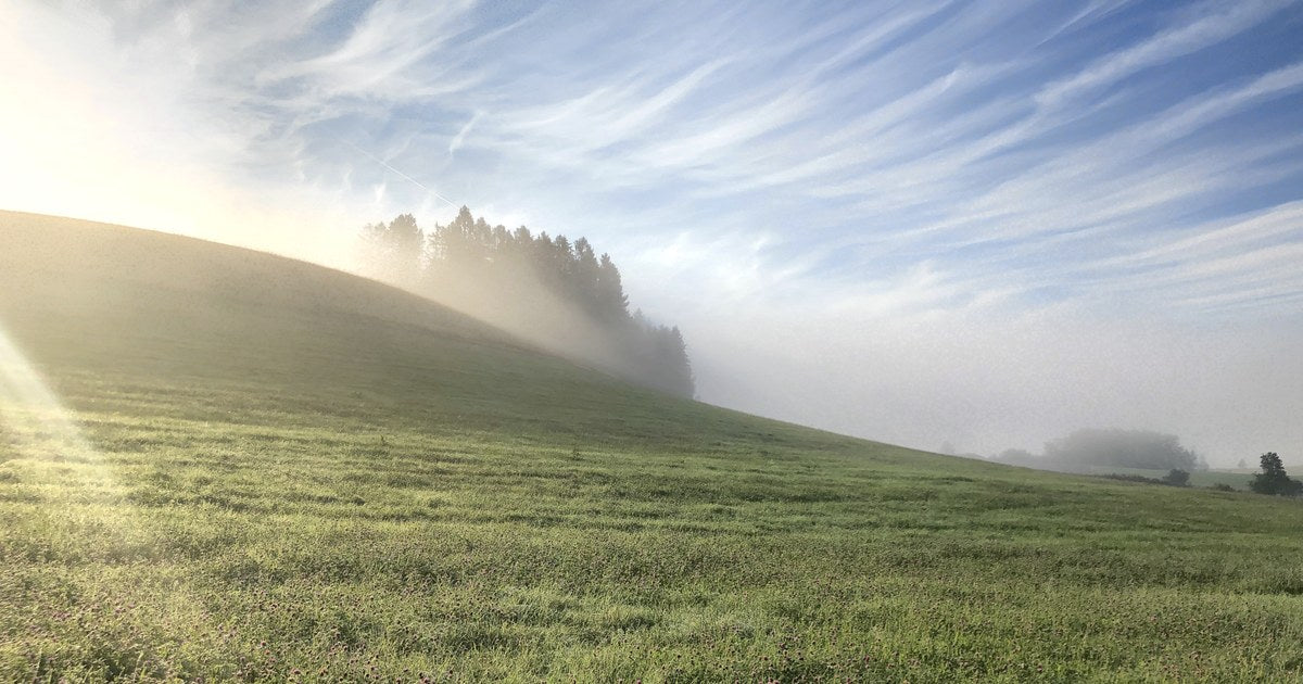 Ochtendlicht en mist over een glooiende weide met een bosrand op de achtergrond.
