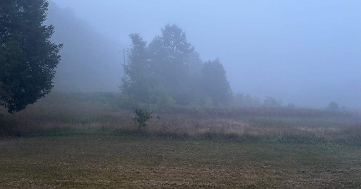 Een veld met bomen, deels verscholen achter ochtendnevel.
