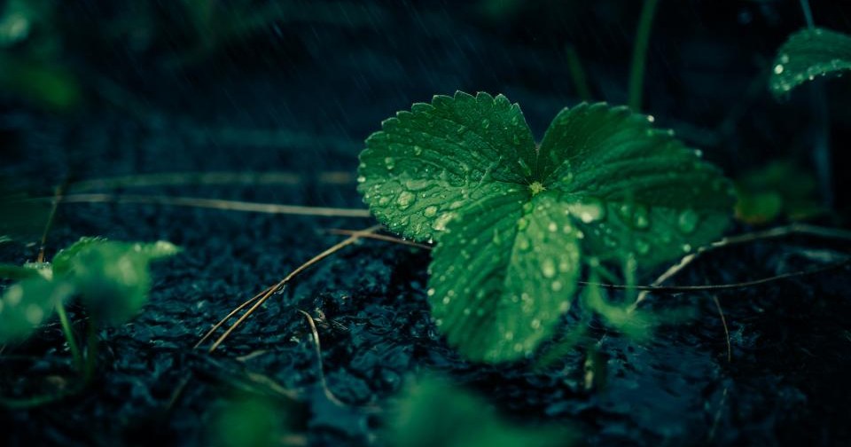 Een groen blad met regendruppels op donkere, natte bosgrond.
