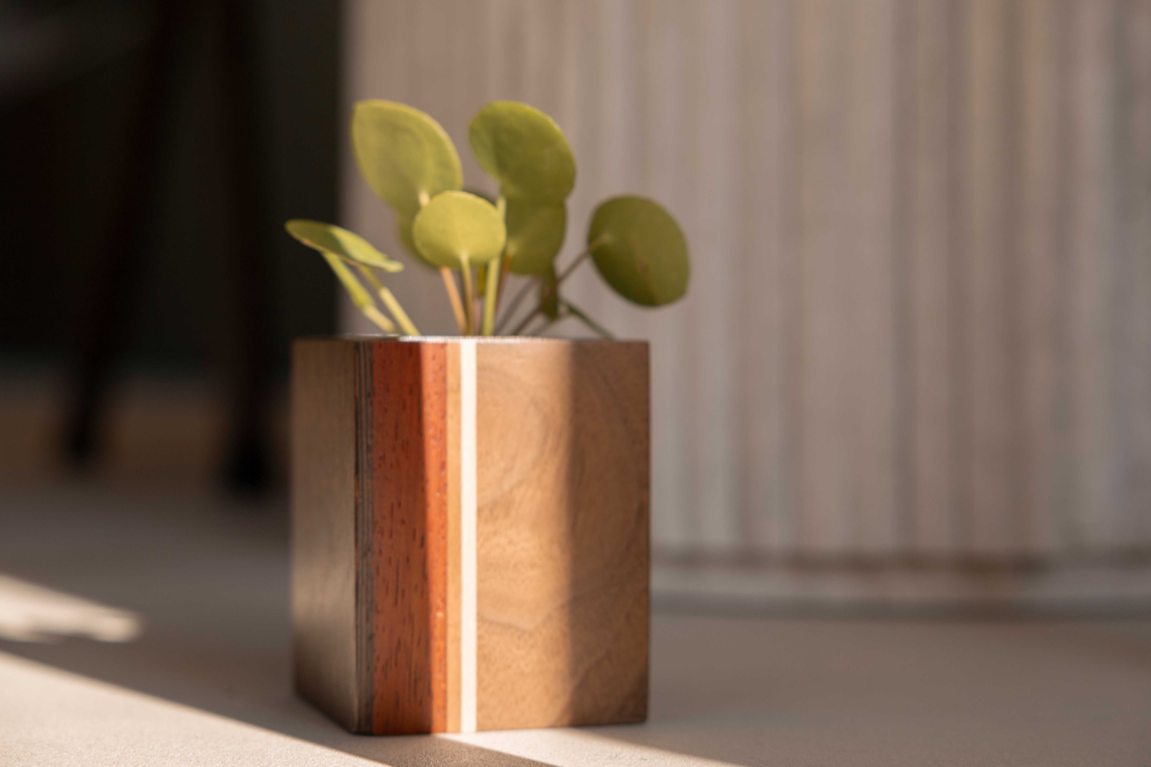 Mini planturne, Wengé + es