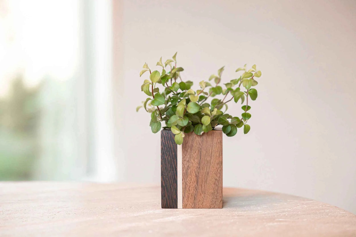 Mini planturne - 2