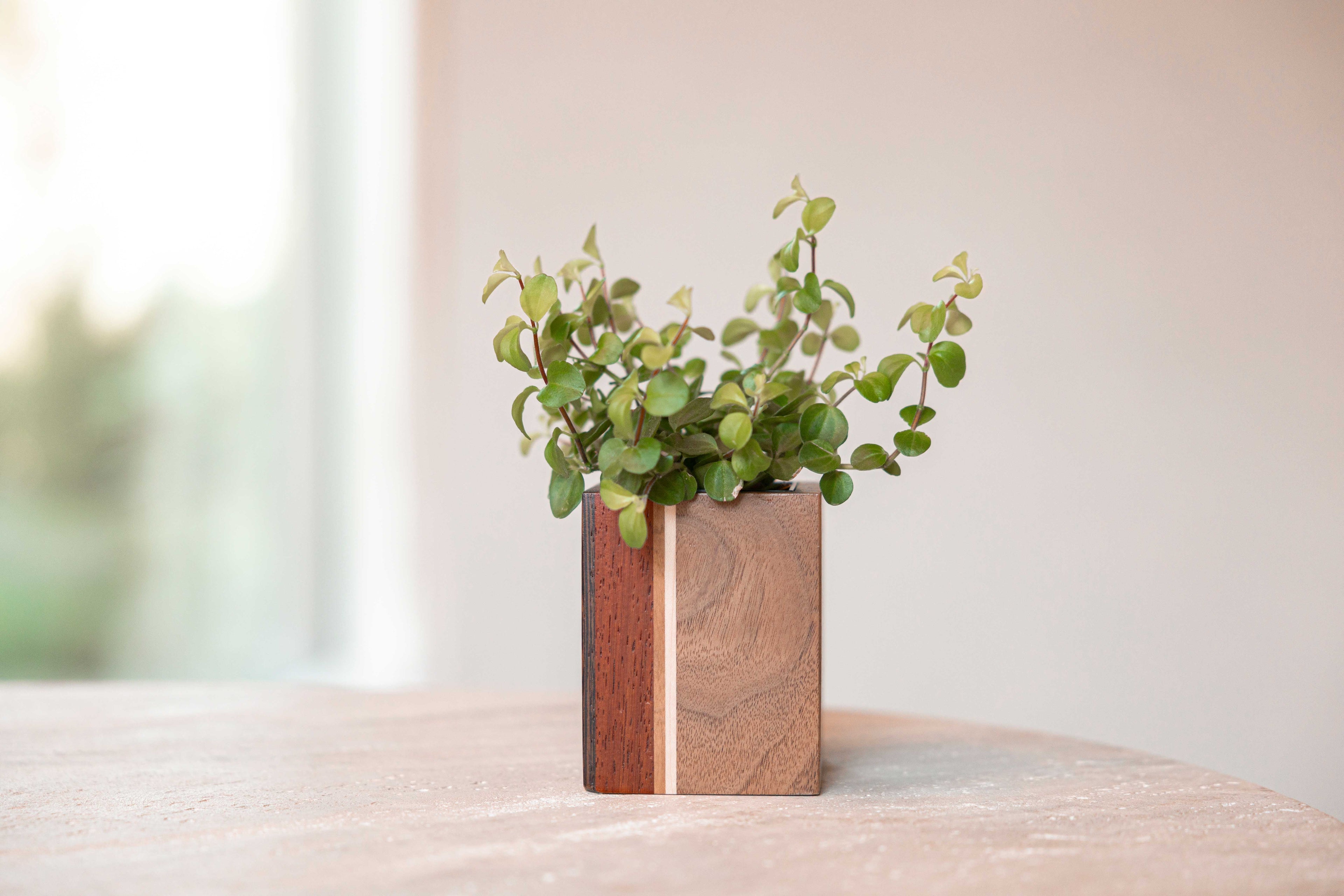 Mini planturne, Wengé + padoek + kers + es + walnoot