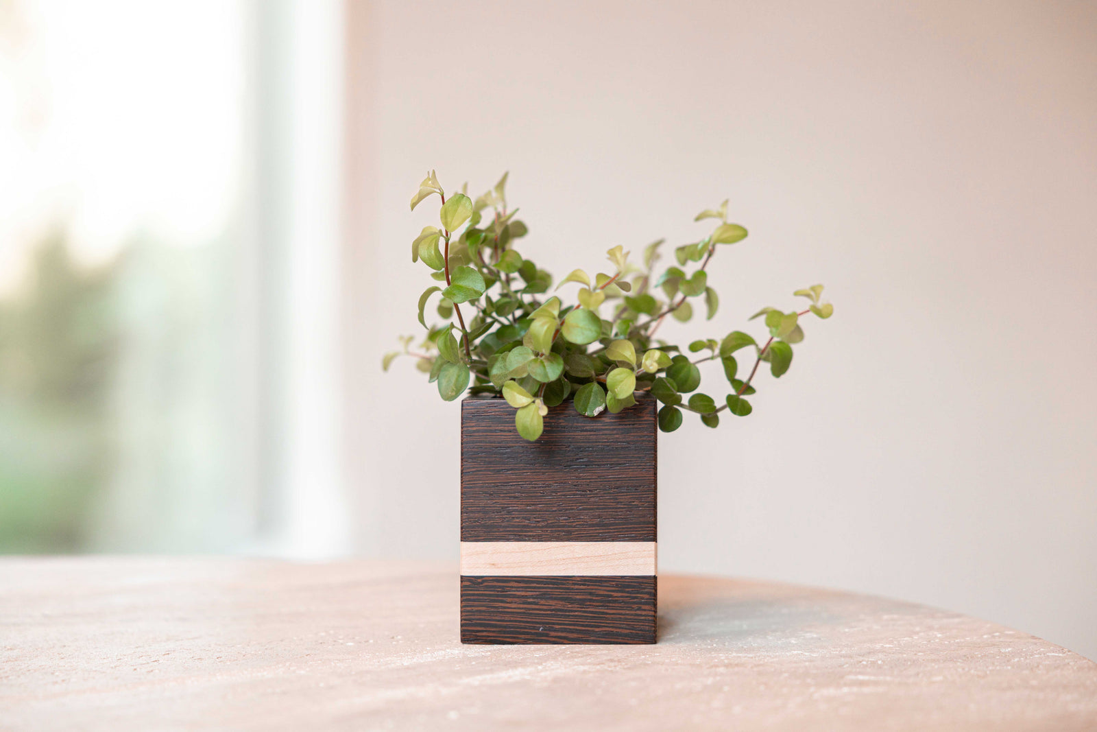 Mini planturne, Wengé + es